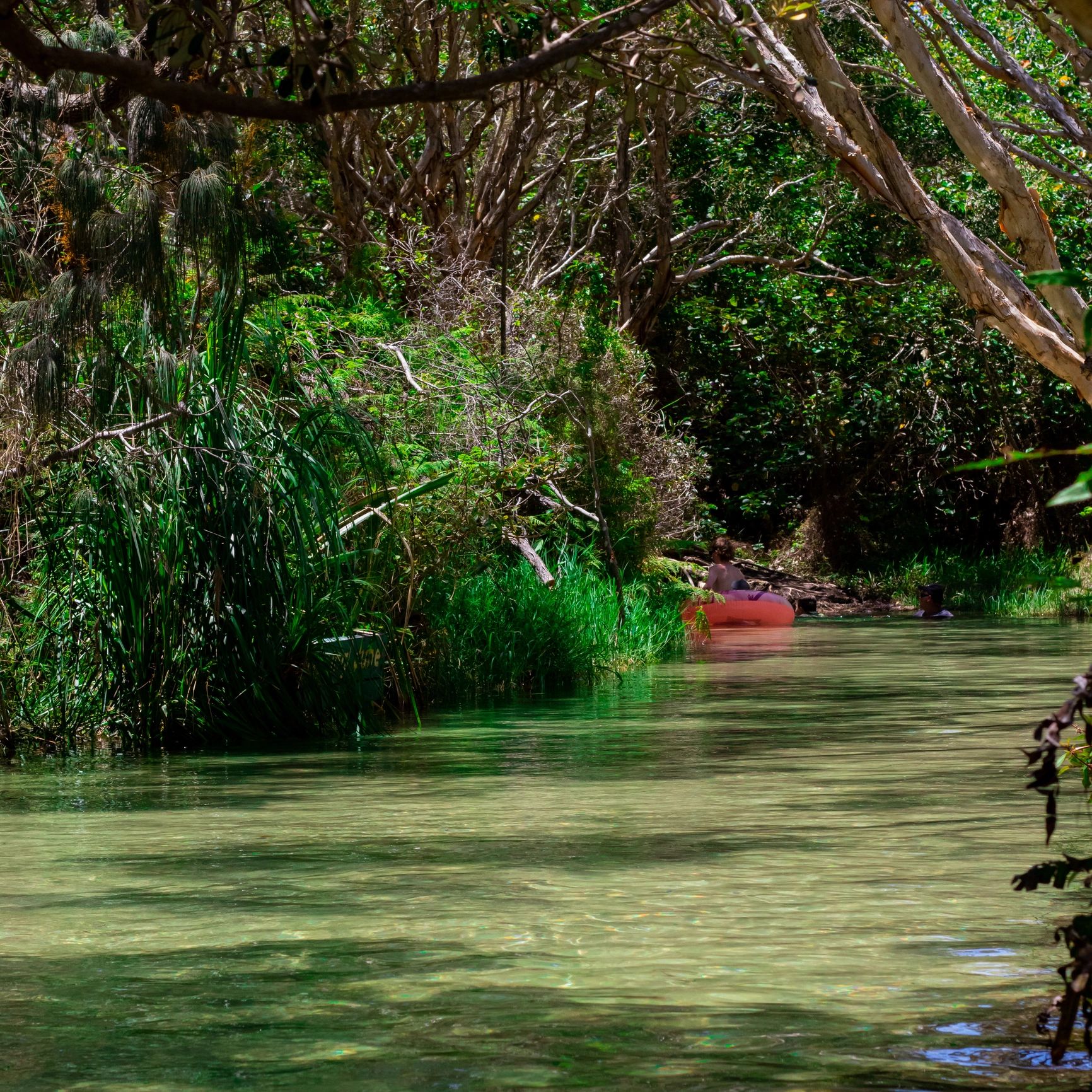 Red kayak paddling through a tropical river mangrove tunnel
